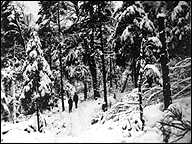 forest in winter