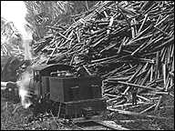 Shay logging railroad/railway locomotive beside log pile.
